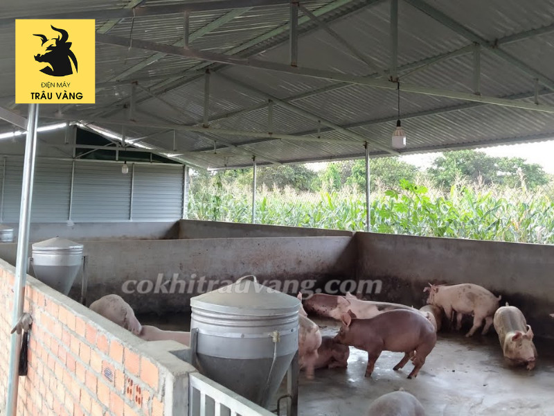 cửa chuồng heo bằng sắt kiên cố và bền bỉ