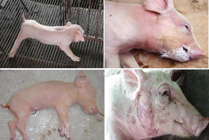 Heo con bị co giật sùi bọt mép do bệnh giả dại