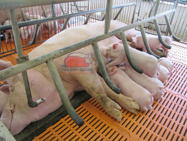 Tổng quan bố trí không gian chuồng heo nái công nghiệp, tối ưu hóa năng suất